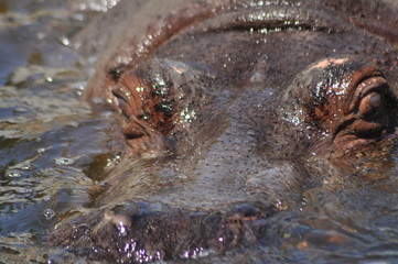Hippo. Floating in the water a large animal living in Africa