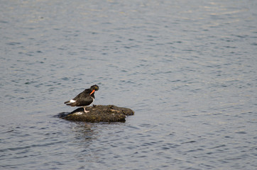 Magellanic oystercatcher Haematopus leucopodus on a rock.