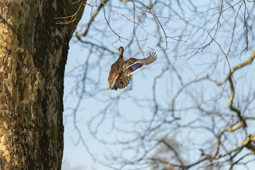 Duck flying between the branches of a mature tree. Background is blue sky.