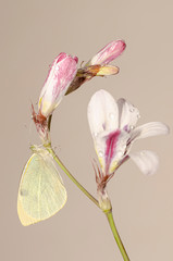 farfalla cavolaia