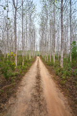 countryside road with perspective Rubber forest in chiang rai thailand