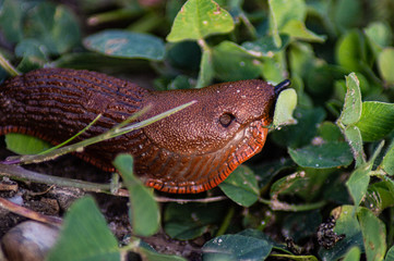Nacktschnecke im Waldstück