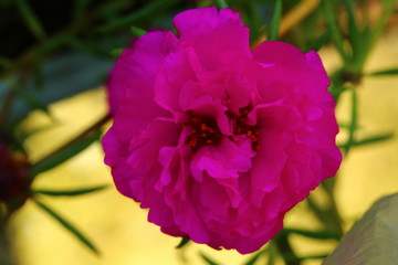 Orange Portulaca On The Garden On Afternoon