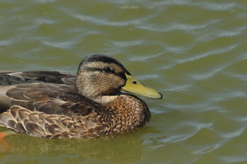 Mallard Duck. Wild bird floating on the lake. Portrait of the animal.