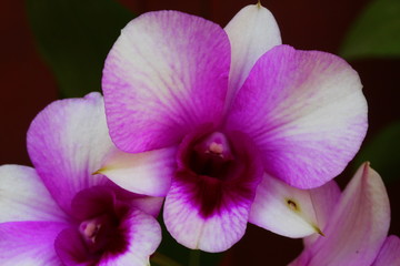 Fototapeta na wymiar Purple Orchid On The Garden In Front Of House In The Afternoon