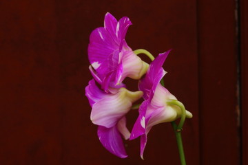 Purple Orchid On The Garden In Front Of House