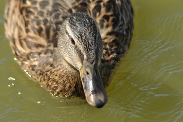 Mallard Duck. Wild bird floating on the lake. Portrait of the animal.