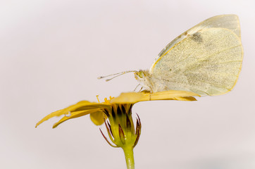 farfalla cavolaia