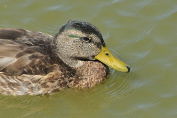 Mallard Duck. Wild bird floating on the lake. Portrait of the animal.