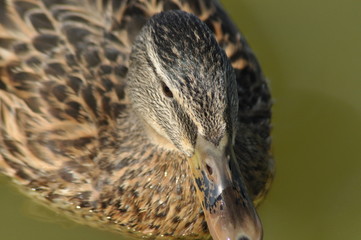 Mallard Duck. Wild bird floating on the lake. Portrait of the animal.