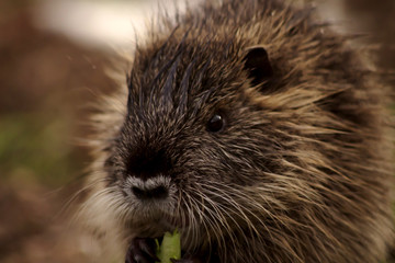エサを食べる子供のヌートリア