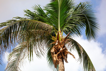 Fototapeta na wymiar Coconuts on a palm tree in a park