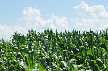 Fototapeta premium Field corn. Leaves of corn on a background of the sky. The growth of the crop. The maturation of the crop.