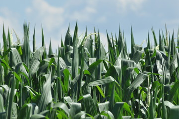 Fototapeta premium Field corn. Leaves of corn on a background of the sky. The growth of the crop. The maturation of the crop.