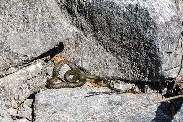 Grass snake basks in the sun near the water on rocks