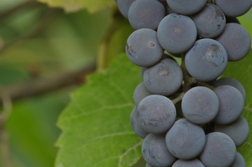 Bunch of purple grapes hanging on the vine on a background of green leaves.
