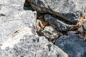 Grass snake basks in the sun near the water on rocks