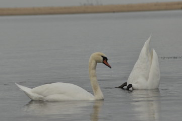 Mute Swan. Large white water bird. Floating on the lake