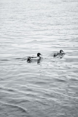 two ducks in water in black and white