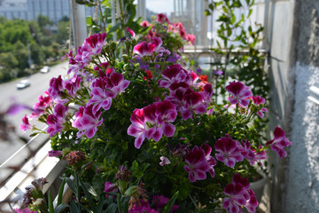 Fototapeta na wymiar Beautiful pelargonium with pink and white flowers grows in small urban garden on the balcony.