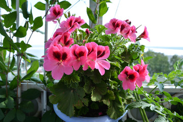 Beautiful pink geranium (pelargonium) flowers. Garden on the balcony with flowers in pots.