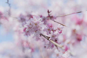 Naklejka premium 桜