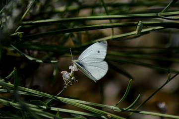 Weißer Schmetterling im Gebüsch