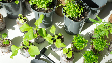 Top view photo composition of young flower seedlings in coconut and peat tablets with a garden shovel and rake. Growing seedlings indoors in peat tablets.