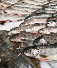 Chilled trout fish in ice