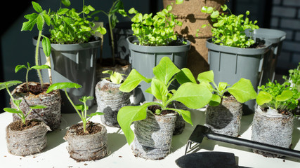 Beautiful garden composition from seedlings in peat tablets and plastic pots. Spring transplanting...