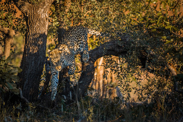 Leopard in Kruger National park, South Africa