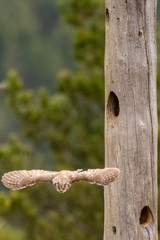 A Tengmalm's owl (Aegolius funereus) flying out of it's nest