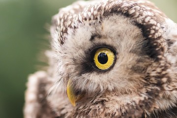 A Tengmalm's owl (Aegolius funereus) close up portrait