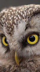 A Tengmalm's owl (Aegolius funereus) close up portrait