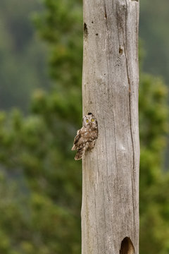 A Tengmalm's owl (Aegolius funereus) looking out of it's nest