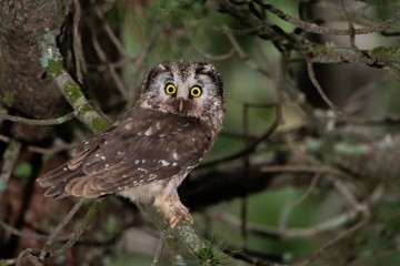 A Tengmalm's owl (Aegolius funereus)