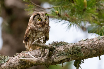 A Tengmalm's owl (Aegolius funereus)