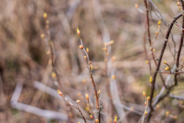 tree in garden