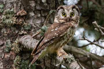 A Tengmalm's owl (Aegolius funereus)