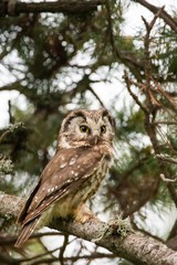 A Tengmalm's owl (Aegolius funereus)