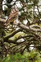 A Tengmalm's owl (Aegolius funereus)