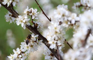 die Biene auf der Blüte