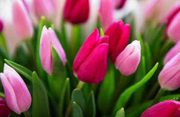 Beautiful tulips bouquet