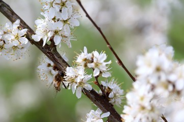 die Biene auf der Blüte