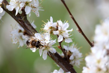 die Biene auf der Blüte