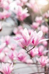 Magnolia flowers blooming in spring park. Pink bushes at city streets. Blossom tree in garden. Floral background.
