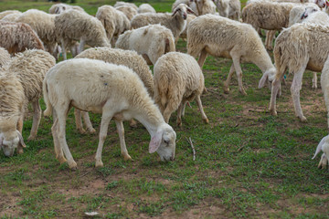Obraz na płótnie Canvas Herd of sheeps on eating grass on the field