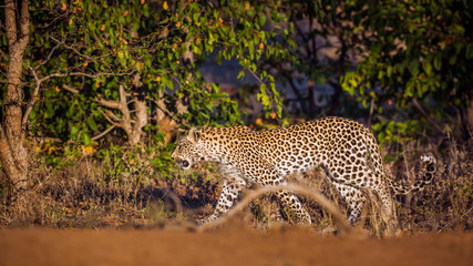 Leopard in Kruger National park, South Africa