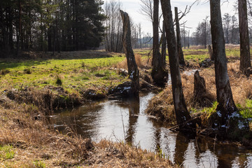 Wiosna na Podlasiu. Dolina Górnej Narwi. Piękne Podlasie, Polska © podlaski49