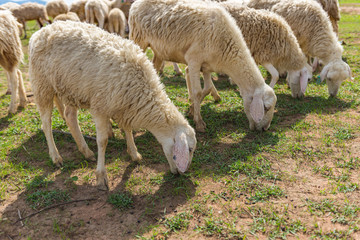 Obraz na płótnie Canvas Herd of sheeps on grazing field and eating grass
